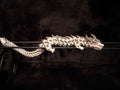 Zephyros - Articulated Dragon
